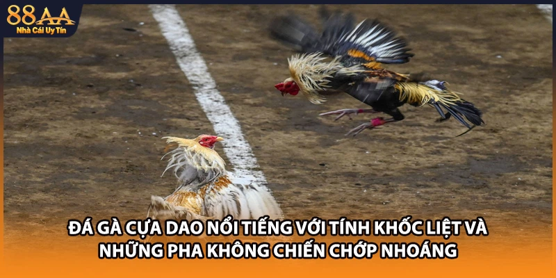 Đá gà cựa dao nổi tiếng với tính khốc liệt và những pha không chiến chớp nhoáng