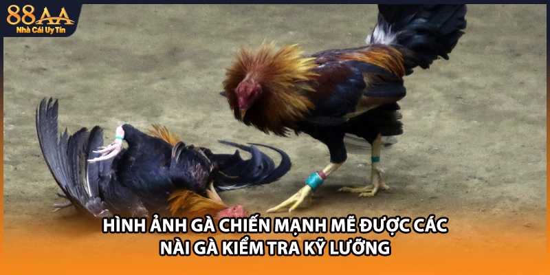 Hình ảnh gà chiến mạnh mẽ được các nài gà kiểm tra kỹ lưỡng