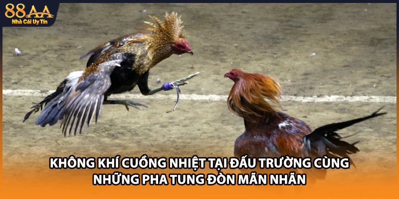 Không khí cuồng nhiệt tại đấu trường cùng những pha tung đòn mãn nhãn
