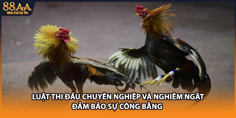 Luật thi đấu chuyên nghiệp và nghiêm ngặt đảm bảo sự công bằng