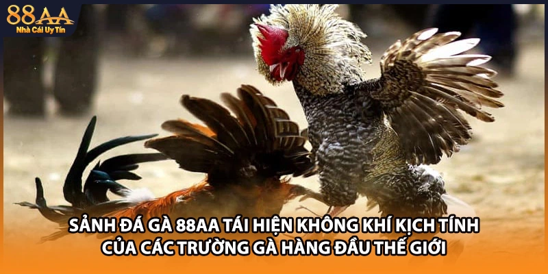 Sảnh đá gà 88AA tái hiện không khí kịch tính của các trường gà hàng đầu thế giới