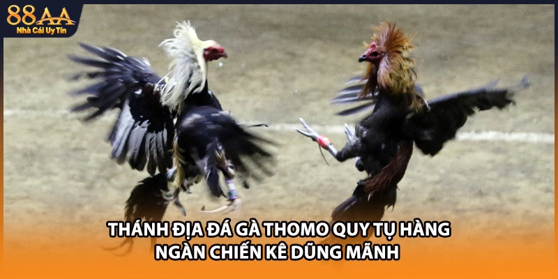Thánh địa đá gà Thomo quy tụ hàng ngàn chiến kê dũng mãnh