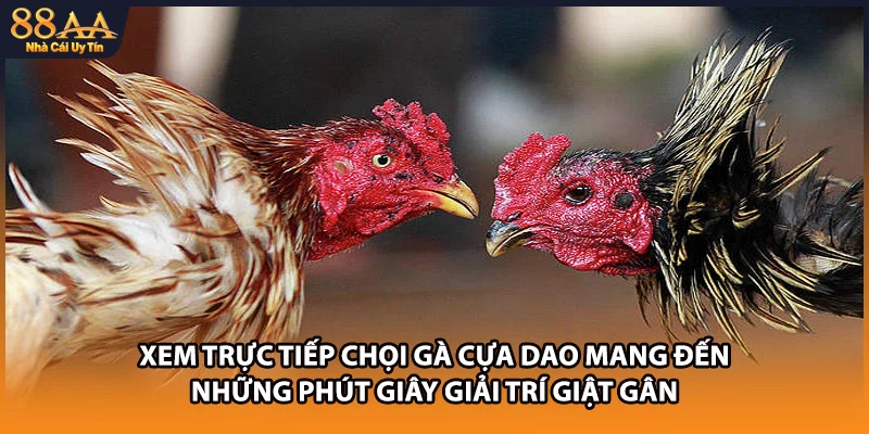 Xem trực tiếp chọi gà cựa dao mang đến những phút giây giải trí giật gân